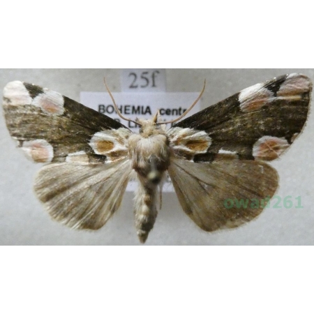 Thyatira batis (Linnaeus, 1758) Plamówka malinówka Czech25f